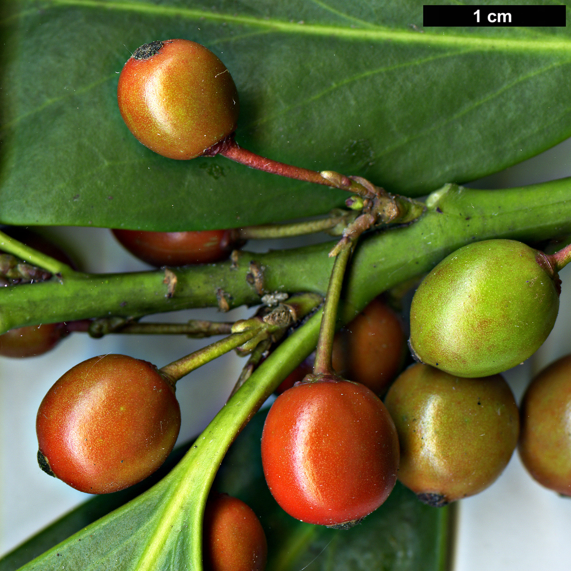 High resolution image: Family: Aquifoliaceae - Genus: Ilex - Taxon: integra - SpeciesSub: var. leucoclada